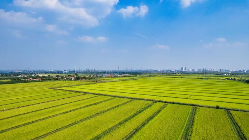 绿色农业病虫害防治：标准与规范的解读