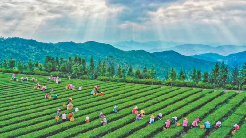 阿克苏苹果种植：气候条件解析与种植要点