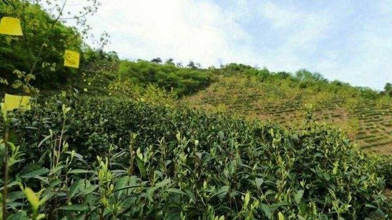 行业现状：山东农业种植技术发展迅速