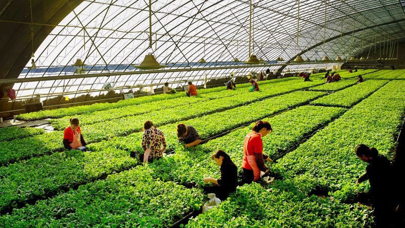 农业种植技术员证复习资料：如何高效备战考试**
