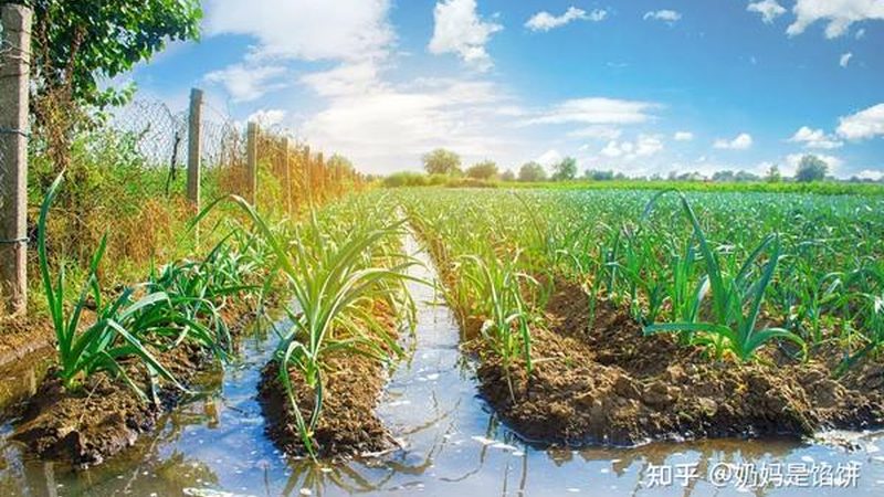 合作社注销与公司区别：农民如何选择合适的企业形态