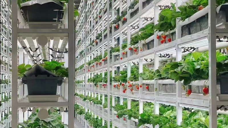 农产品配送效率提升策略：细节决定成败